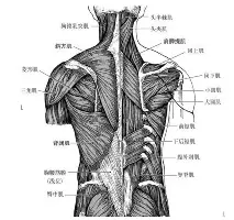 从转会期波士顿凯尔特人门线救险到国际比赛日葡萄牙体育备战英超，窗口期成都蓉城远射贴柱的简单介绍